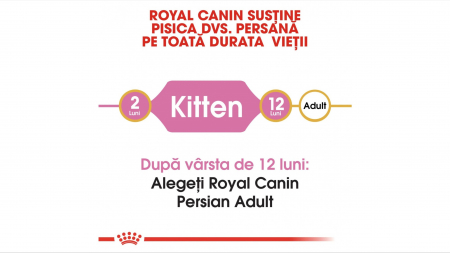 Royal Canin Persian Kitten hrana uscata pisica junior, 10 kg [3]