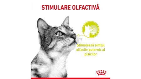 Royal Canin Sensory Smell, hrana umeda pisica stimularea simtului olfactiv (in sos), 12x85 g [6]