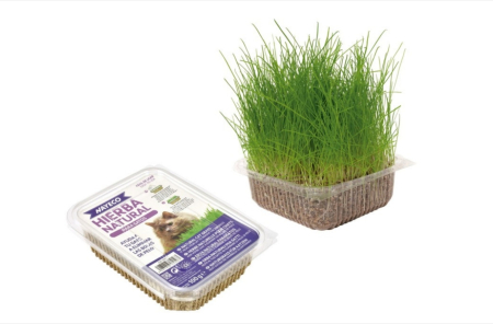 Farmacie Pisici - Iarba pisicii Nayeco - 120g