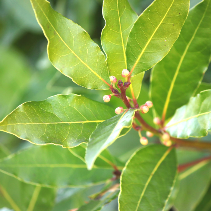 Hidrolat de dafin (Laurus nobilis) ECO 200 ml, fără conservanţi, formulă concentrată - fabricat în Franţa [2]