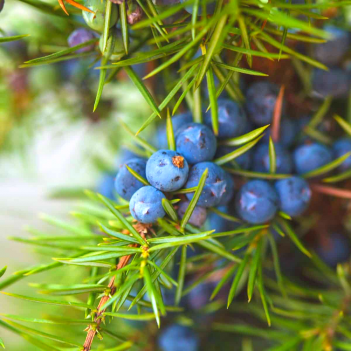 Hidrolat de ienupăr (Juniperus communis) ECO 200 ml, fără conservanţi, formulă concentrată - fabricat în Franţa [2]