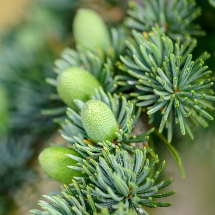 Hidrolat de cedru de Atlas (Cedrus atlantica) ECO 200 ml, fără conservanţi, formulă concentrată - fabricat în Franţa [2]