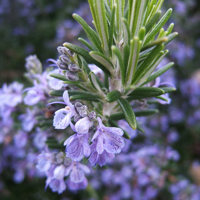Hidrolat de rozmarin verbenon (Rosmarinus officinalis verbenoniferum) ECO 200 ml, fără conservanţi, formulă concentrată - fabricat în Franţa [2]
