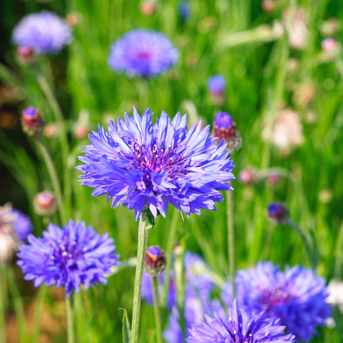 Hidrolat de albăstrele (Centaurea cyanus) ECO 200 ml, fără conservanţi, formulă concentrată - fabricat în Franţa [2]