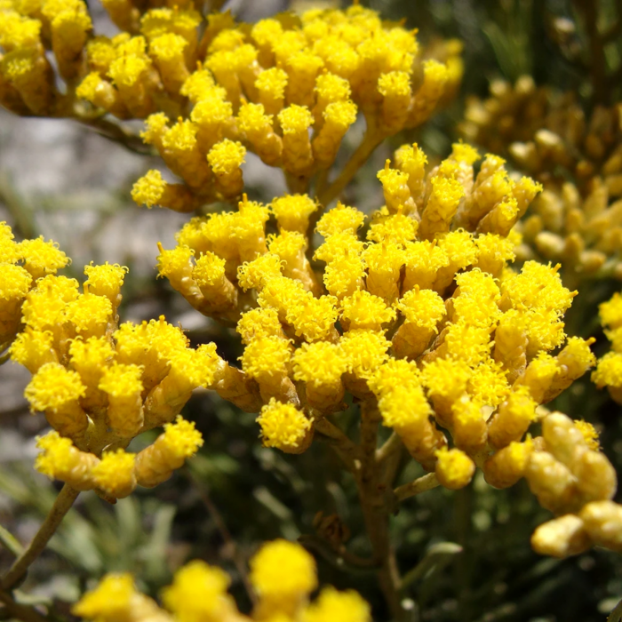 Hidrolat de imortelă (Helichrysum italicum) ECO 200 ml, fără conservanţi, formulă concentrată - fabricat în Franţa [2]