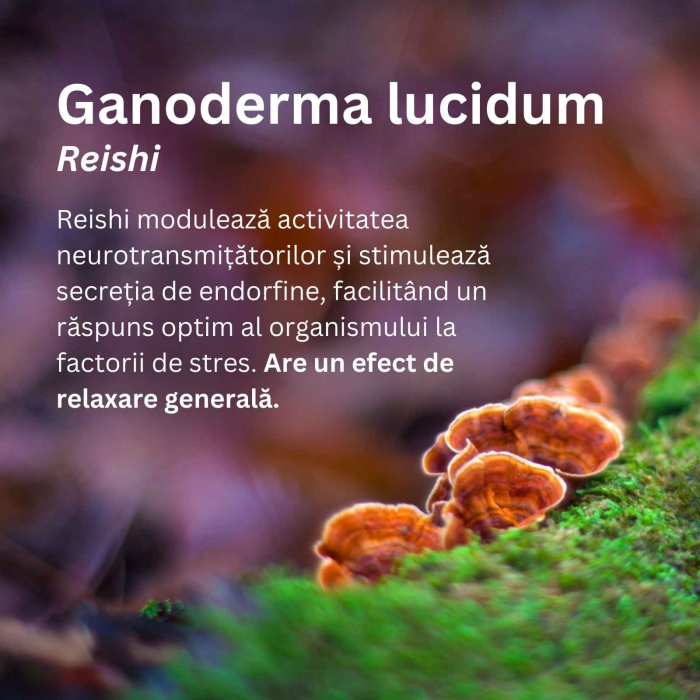 Mico-Rei 70 capsule, Hifas da Terra, extract 15:1 Ganoderma lucidum ECO, benefic pentru somn şi echilibru emoțional, antiinflamator natural [2]