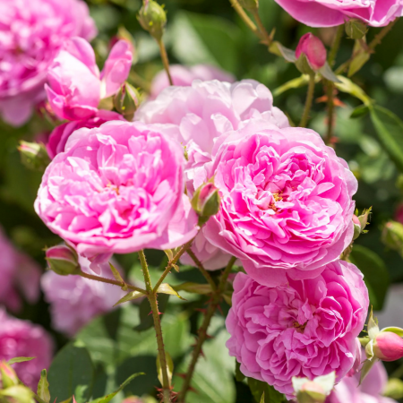 Hidrolat de trandafir de Damasc (Rosa damascena) ECO 200 ml, fără conservanţi, formulă concentrată - fabricat în Franţa [1]