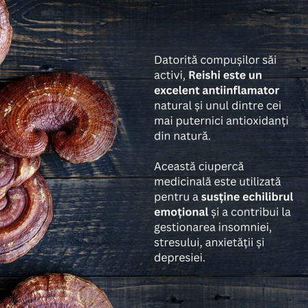 Mico-Rei 70 capsule, Hifas da Terra, extract 15:1 ciuperca Ganoderma lucidum ECO, benefic pentru somn şi echilibru emoțional, antiinflamator natural [2]