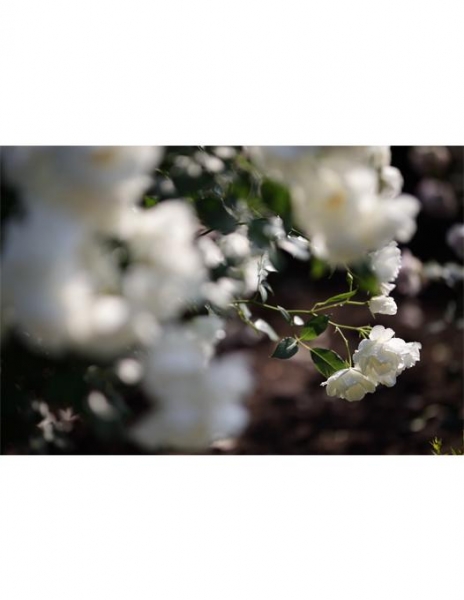 Sigma Obiectiv Foto Mirrorless 105mm f1.4 DG ART SONY E (FE) [11]