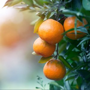 Tratamente SPA Bionatural - Tratament Soin Escapade Energisante