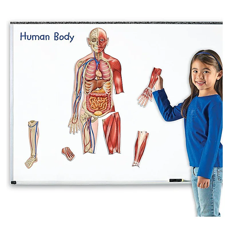 Corpul uman - set magnetic [3]