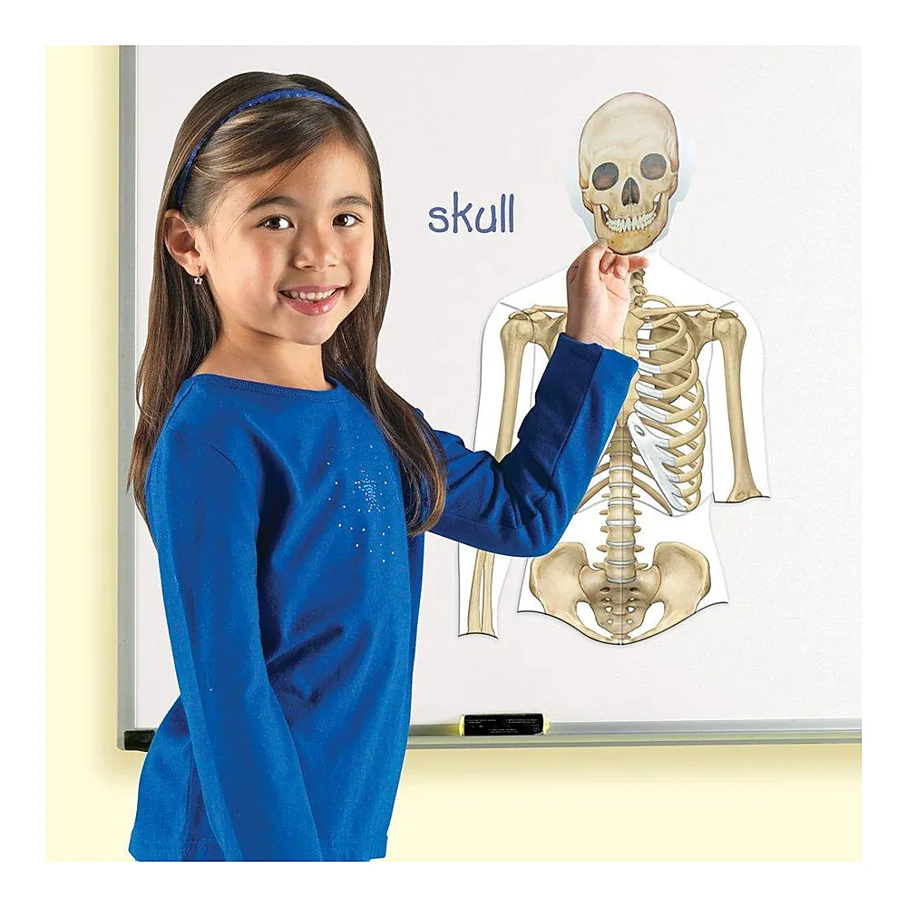 Corpul uman - set magnetic [5]