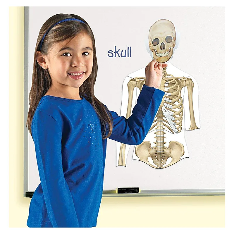 Corpul uman - set magnetic [5]