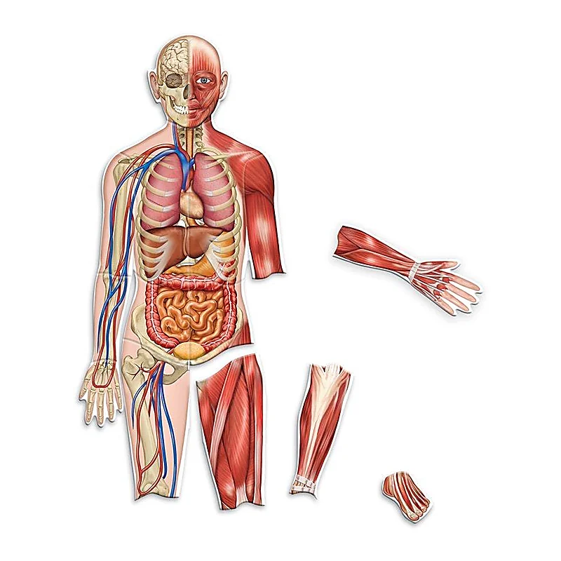 Corpul uman - set magnetic [2]