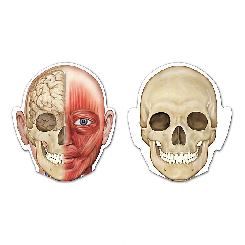 Corpul uman - set magnetic [4]