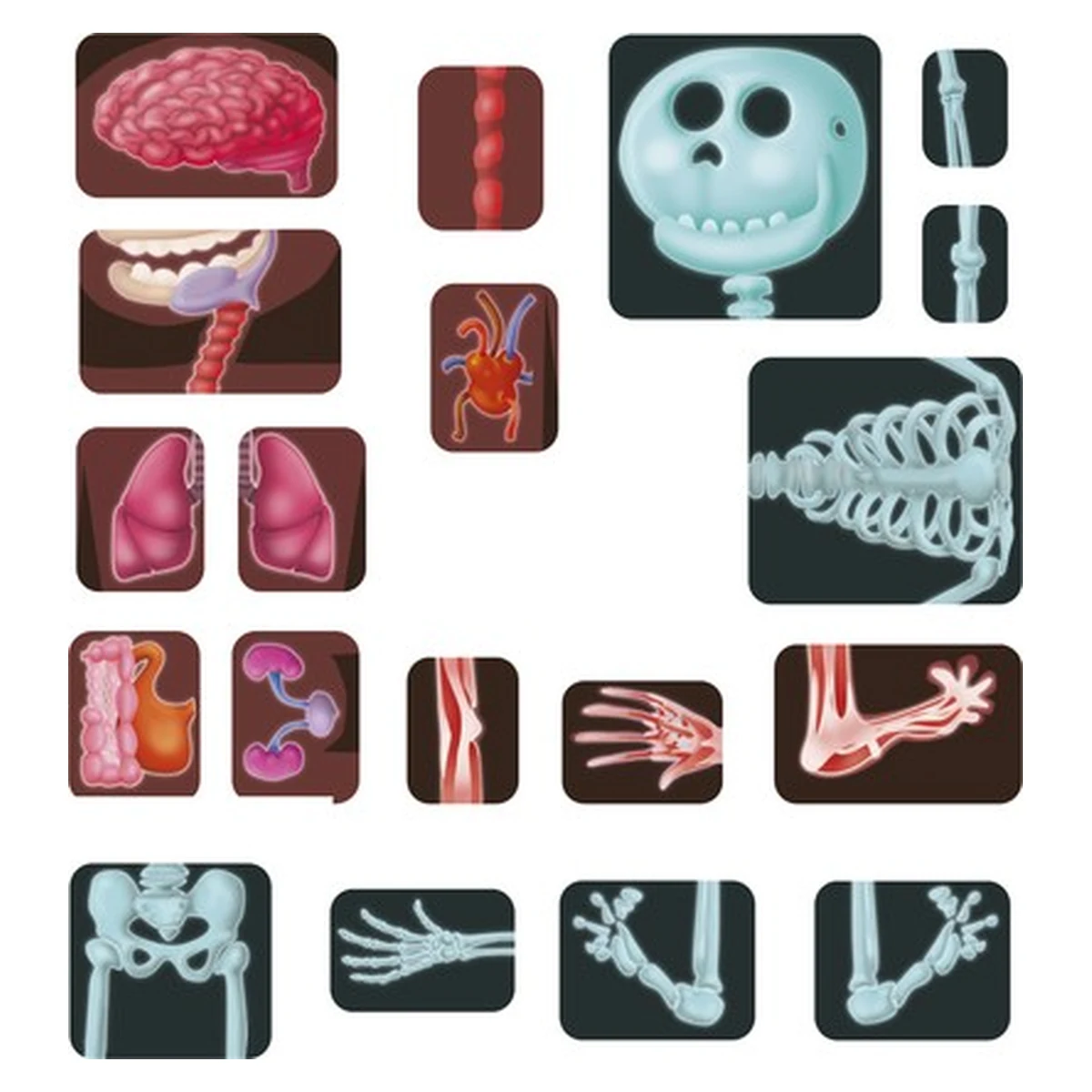 Joc magnetic Descopera corpul uman - Miniland [4]