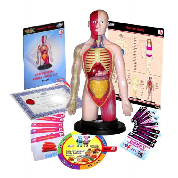 Kit educational mulaj Corpul uman si sistemul digestiv [1]