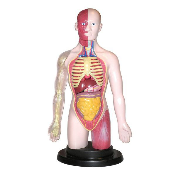 Kit educational mulaj Corpul uman si sistemul digestiv [3]