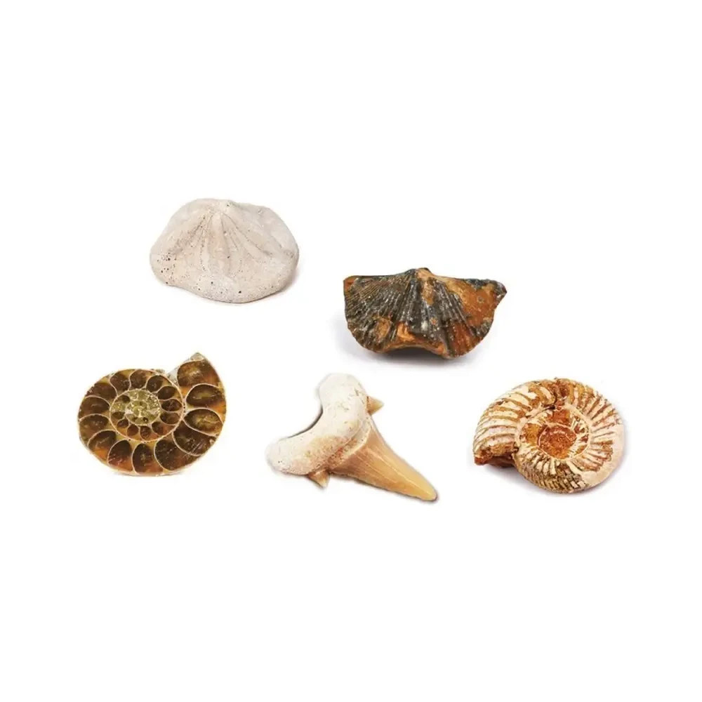 Kit paleontologie - Descopera fosile [2]