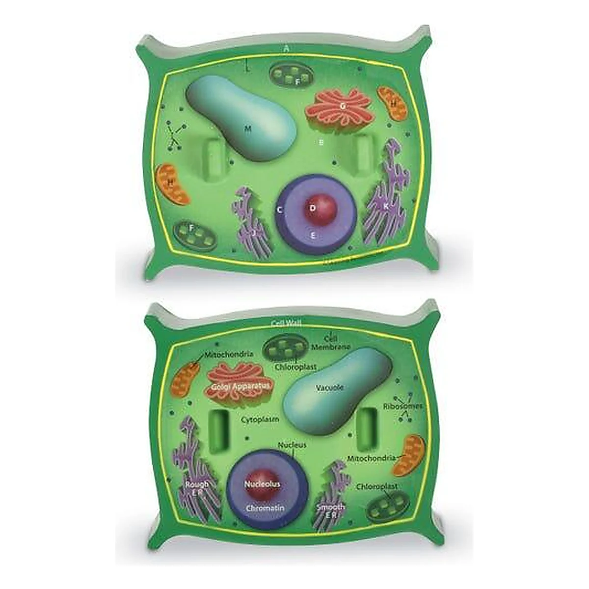 Sectiunea celulei plantei Learning Resources 14 ani [2]