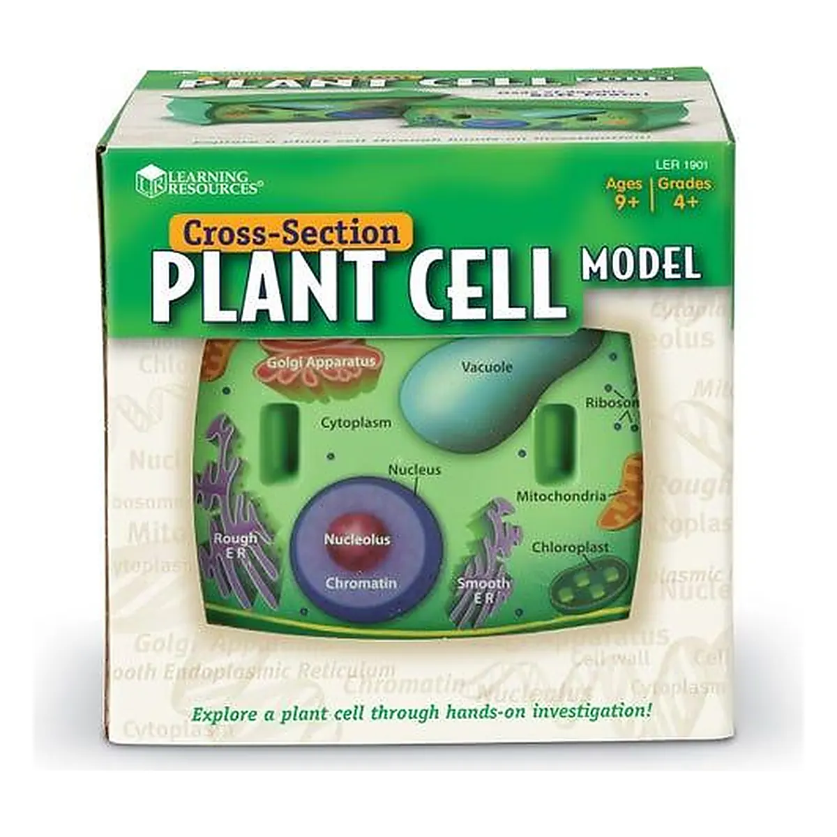 Sectiunea celulei plantei Learning Resources 14 ani [4]