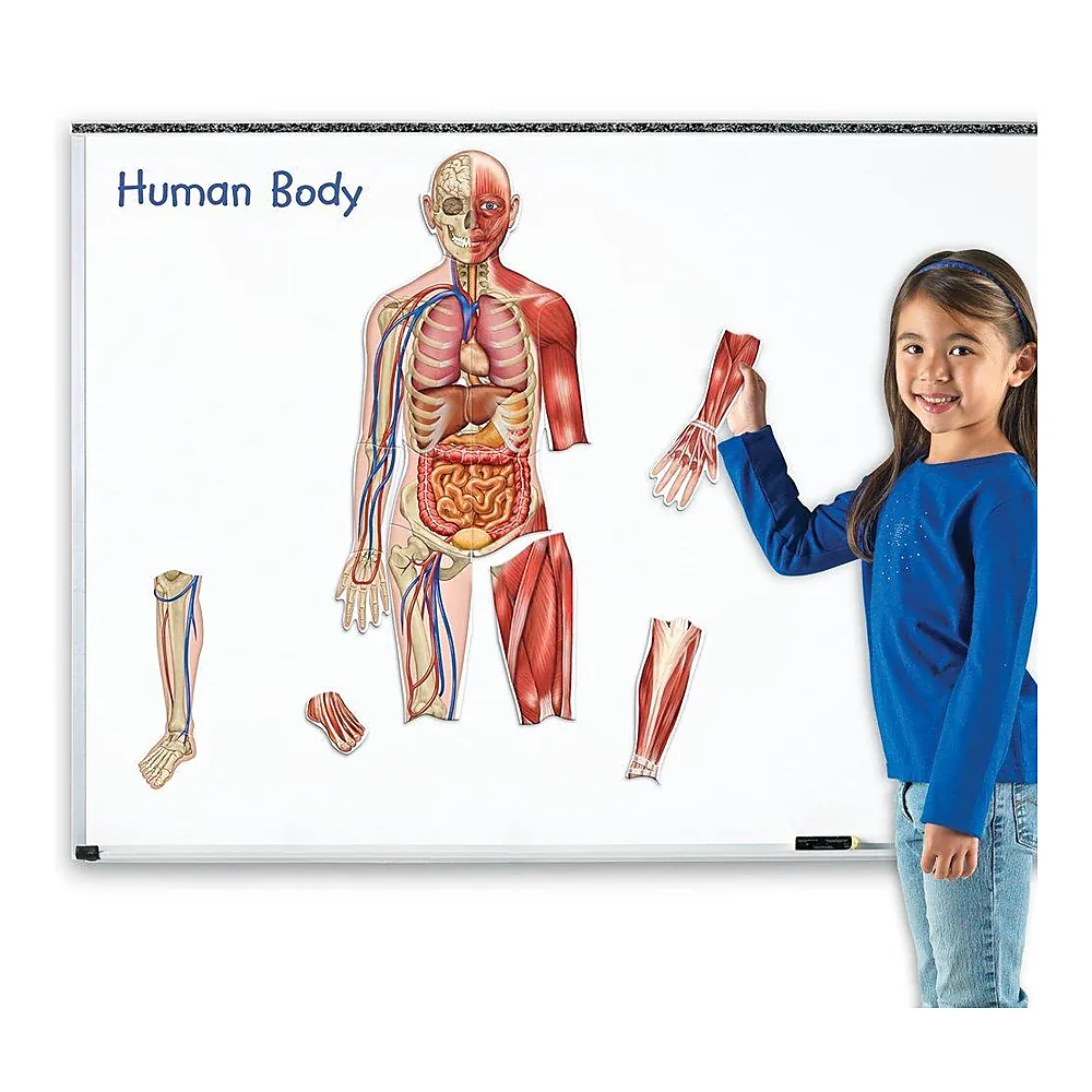 Corpul uman - set magnetic [2]
