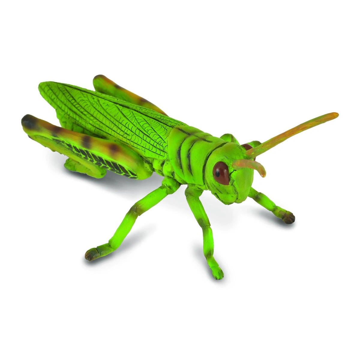 Insecte si paianjeni - Figurine Lacusta