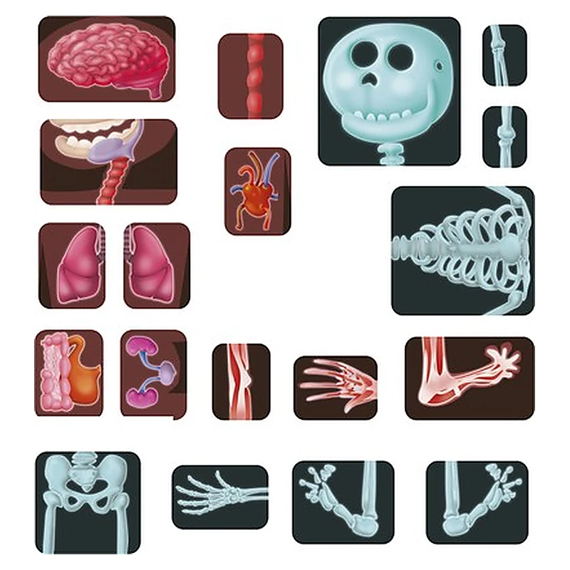 Joc magnetic Descopera corpul uman - Miniland [3]