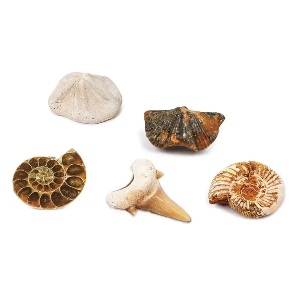 Kit paleontologie - Descopera fosile Keycraft 6 ani+ [1]