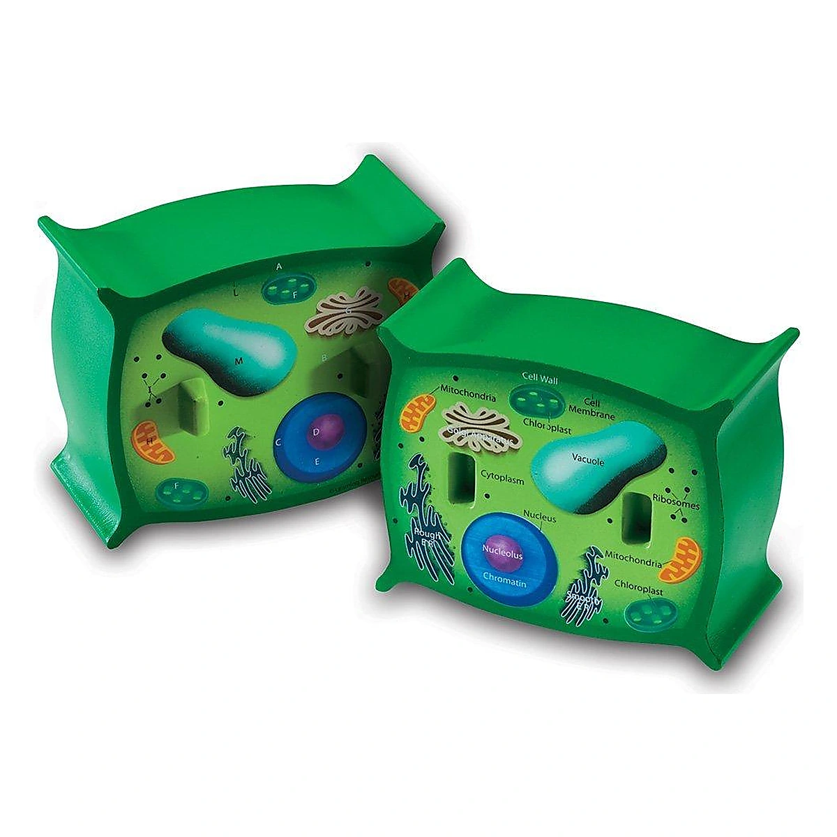 Jucarii educative - Sectiunea celulei plantei Learning Resources 14 ani