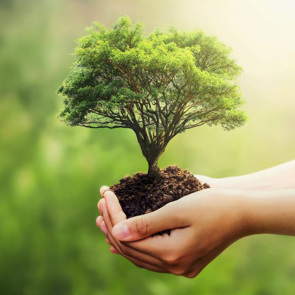 copacul vietii semnificatie