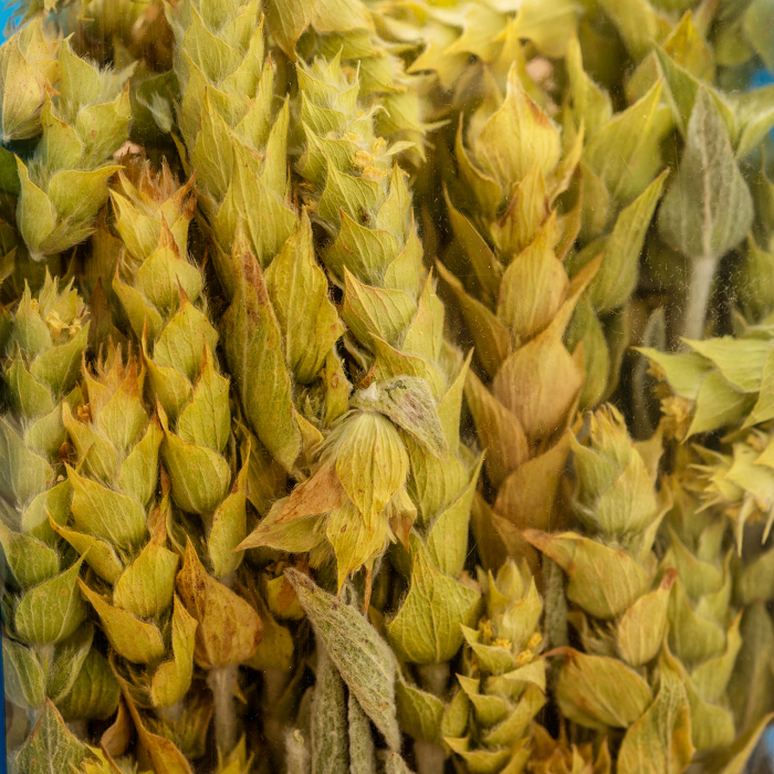 Ceai Grecesc Munte Vrac 75g [2]