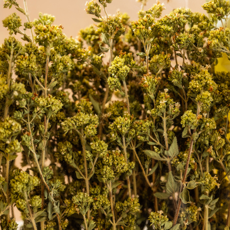 Oregano grecesc 75G [1]
