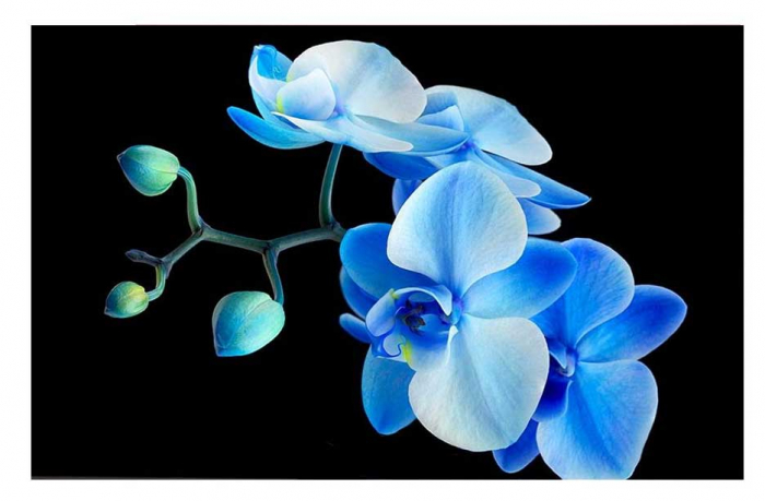 Apa de Toaleta Creative Colours Blue Orchid, Ladies EDT, 100 ml-big
