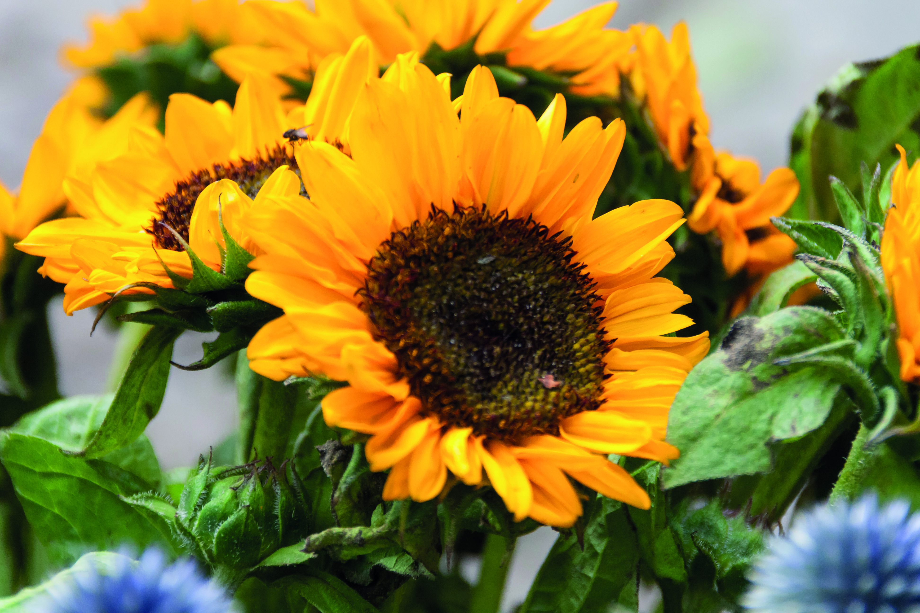 GIRASOL [5]