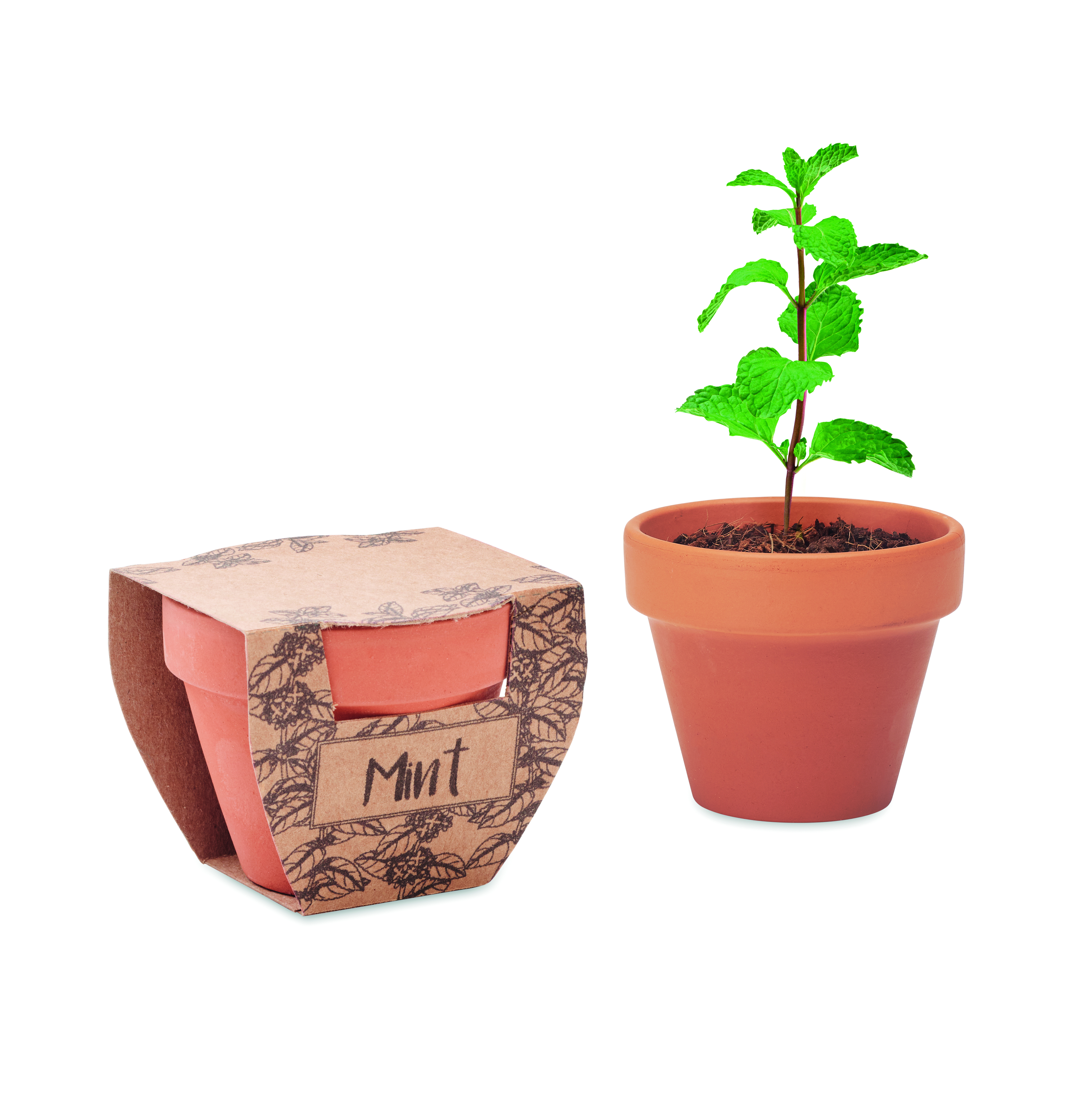 Grădinărit - MINT POT