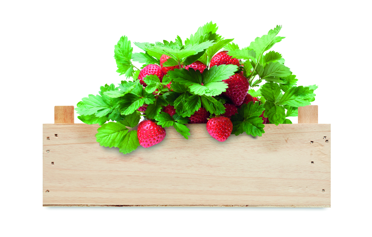 STRAWBERRY [4]