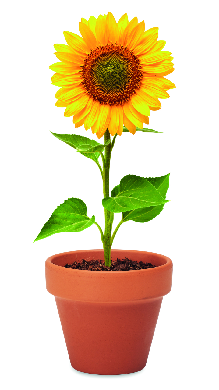 SUNFLOWER [5]