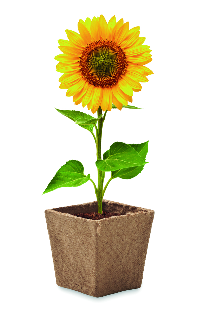 SUNFLOWER KIT [3]