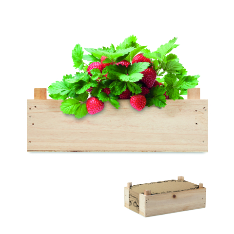 Plante și semințe - STRAWBERRY