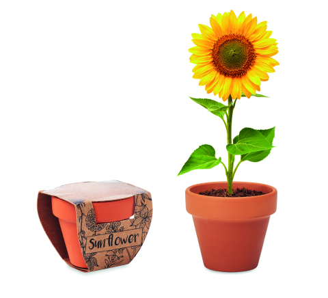 Plante și semințe - SUNFLOWER