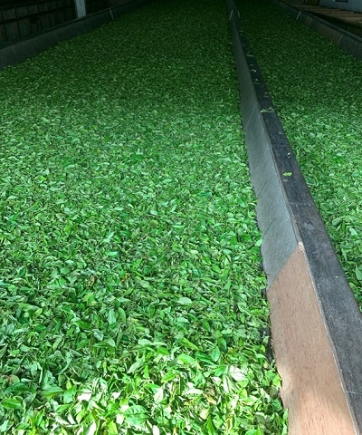 ceai-verde-himalayan [3]