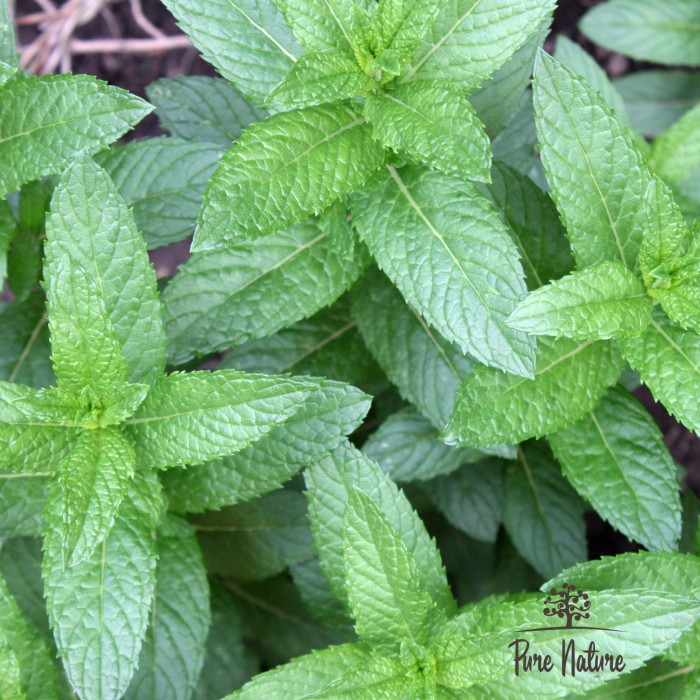 Menta Piperita Bio Supliment [2]