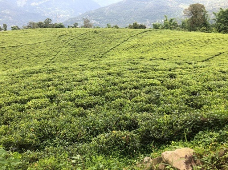 ceai-verde-himalayan [1]