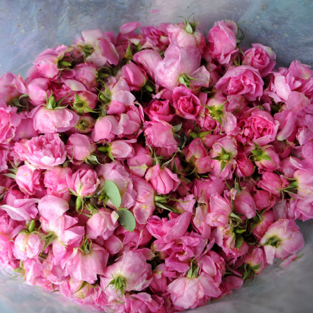 rosa-2-attar-trandafir-santal.png [1]