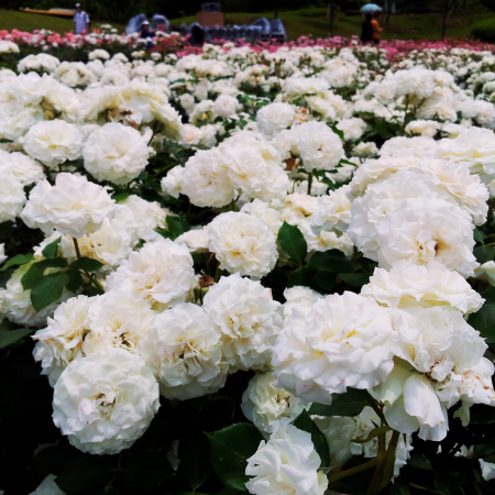 ulei-esențial-de-trandafir-alb-pur [1]