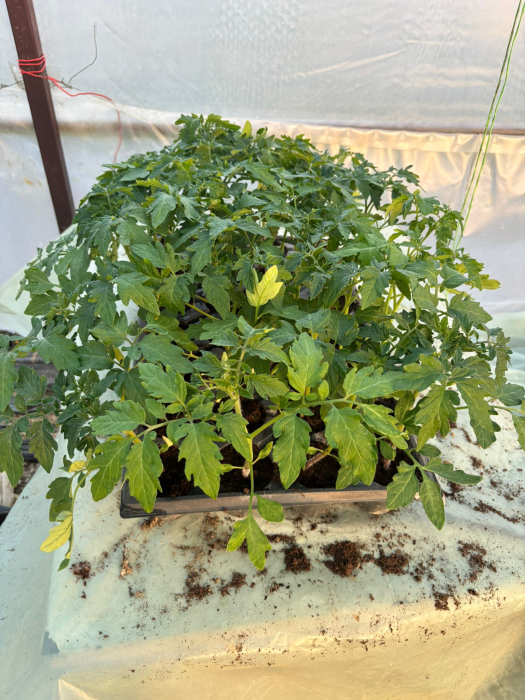 Răsaduri Roșii F1 Cristal – Pachet 10 Buc | Producție Proprie [3]