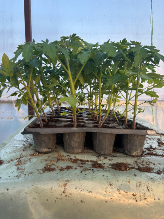 Răsaduri Roșii F1 Cristal – Pachet 10 Buc | Producție Proprie [1]