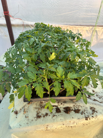 Răsaduri Roșii F1 Cristal – Pachet 10 Buc | Producție Proprie [2]