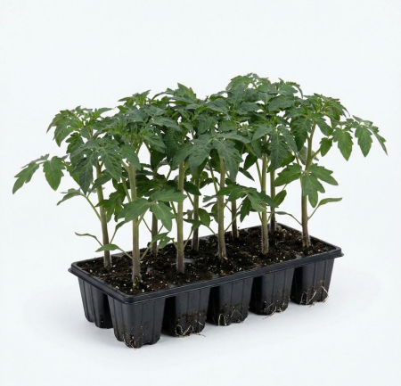 Rasaduri Legume-Fructe - Răsaduri Roșii F1 Cristal – Pachet 10 Buc | Producție Proprie